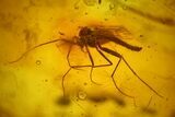 Three Fossil Flies (Diptera) In Baltic Amber #166253-3